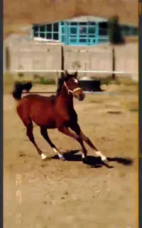 کره اسب عرب دوسر