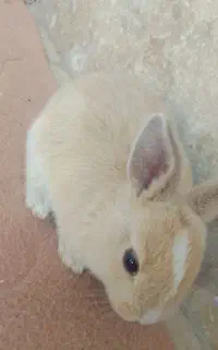 خرگوش