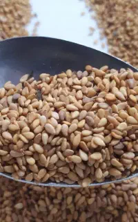 کنجد محلی