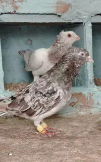 یه جفت عروسک