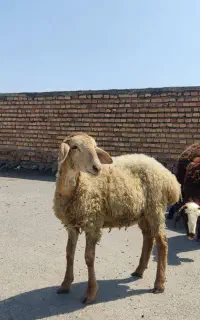 5 راس بره