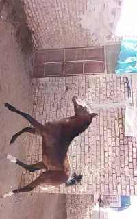 اسب