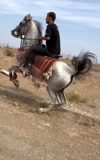 فروش نریان کرد