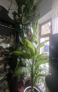 گل و گیاه