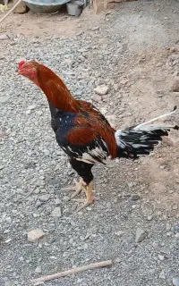 پرنده