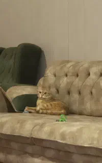 واگذاری گربه رایگان