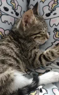 بچه گربه