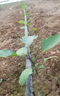 بخاری گلخونه