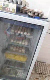 دستگاه جوجه کشی