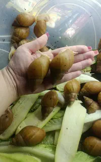حلزون اچاتینا
