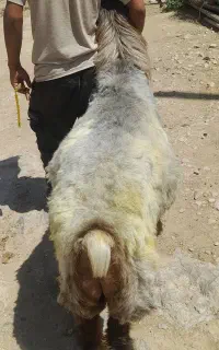 قوچ ۳رون