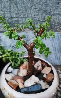 حراج انواع کاکتوس سایز بزرگ