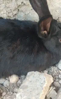 خرگوش باهوش و زرنگ