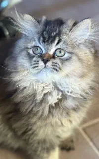 گربه پرشین بیریتیش