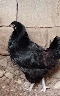 مرغ تخمگذار چهلتاج
