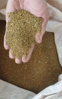 بذر یونجه