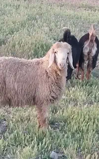 بره تیماری درجه یک یک