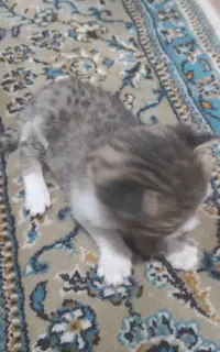 واگذاری بچه گربه رایگان