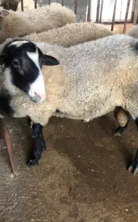 گوسفند یک ساله نره لاروف