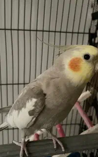 پرنده عروس هلندی نر سخنگو