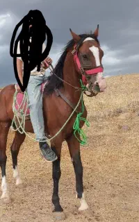 اسب