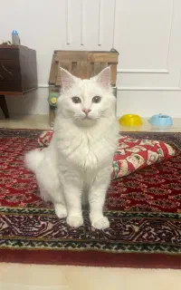 گربه پرشین ماده