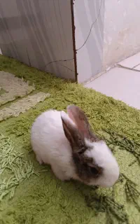 فروش بچه خرگوش