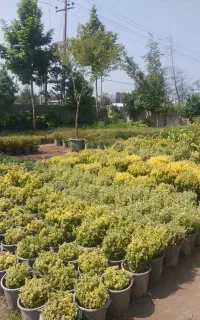 دو نفر نیروی کار تمام وقت جهت کار در باغ گل