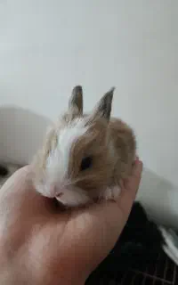 خرگوش های مینیاتوری کوچک