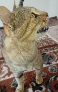 گربه
