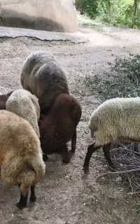 5 تا گوسفند ماده با 4 بره یک بز