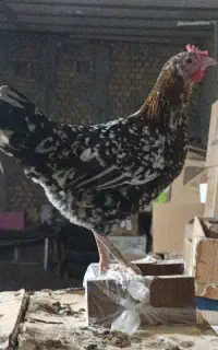 تخم مرغ نطفه دار گلین لری پنگوئنی ریشو
