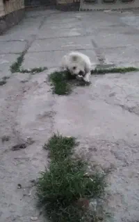 سگ پشمالو کوچلو فروشی