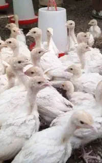 جوجه بوقلمون