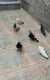 کفتر خوب و معمولی باهم هست