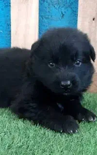 توله ژرمن بلک نر