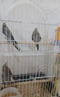 عروس هلندی و مرغ عشق