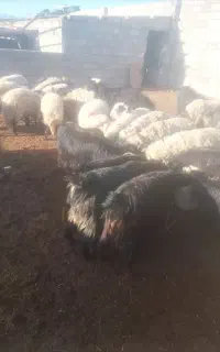 چوپان نیازمندیم