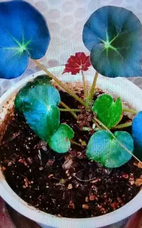 گل های طبیعی