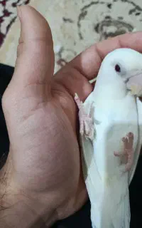 قناری باغی هم هست
