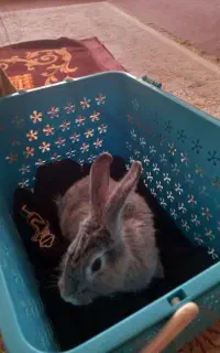 خرگوش
