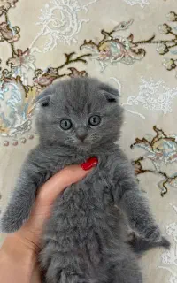 توله گربه نر اسکاتیش فولد