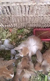 خرگوش های لوپ نسکافه ای مولد