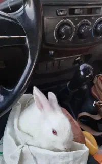 خرگوش