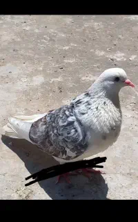گمشده در سراسیاب