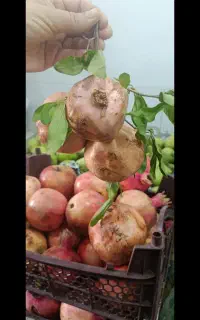 تور یک روزه آبشار شیوند