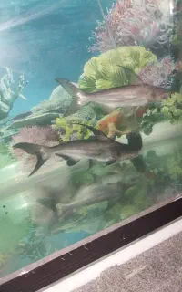 کوسه گوشتخوار درشت