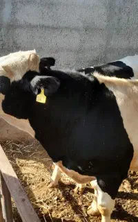 فروش گوساله نر