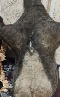 هیزه