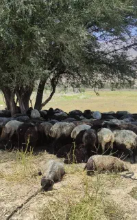 نیازمند کارگر دامداری(چوپانی)